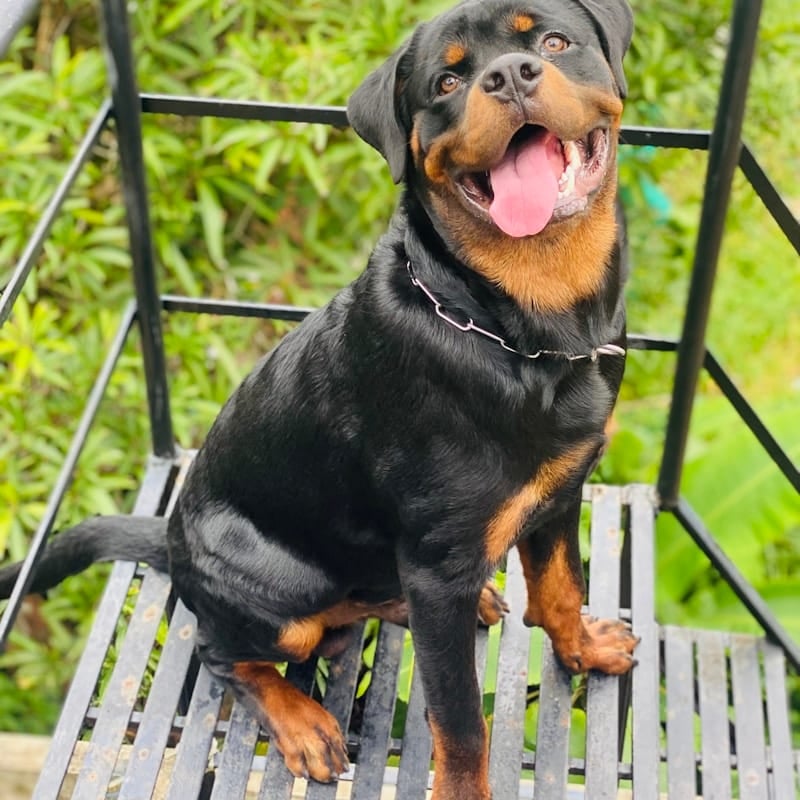 Rottweiler noir et feu adulte, molossoïde allemand de catégorie 2