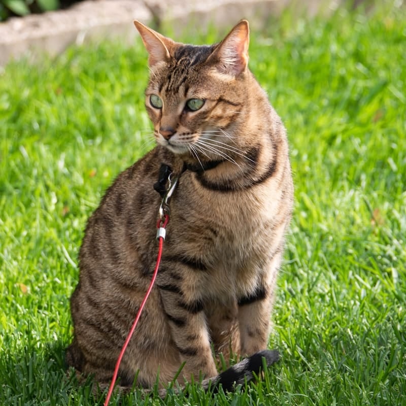Chat Savannah tacheté, hybride domestique × serval africain