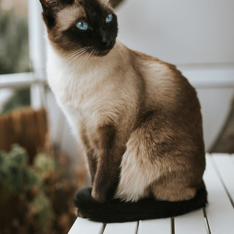 Chat Siamois colourpoint en portrait, race orientale élégante