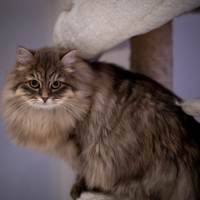 Chat Sibérien noir et brun, race russe hypoallergénique