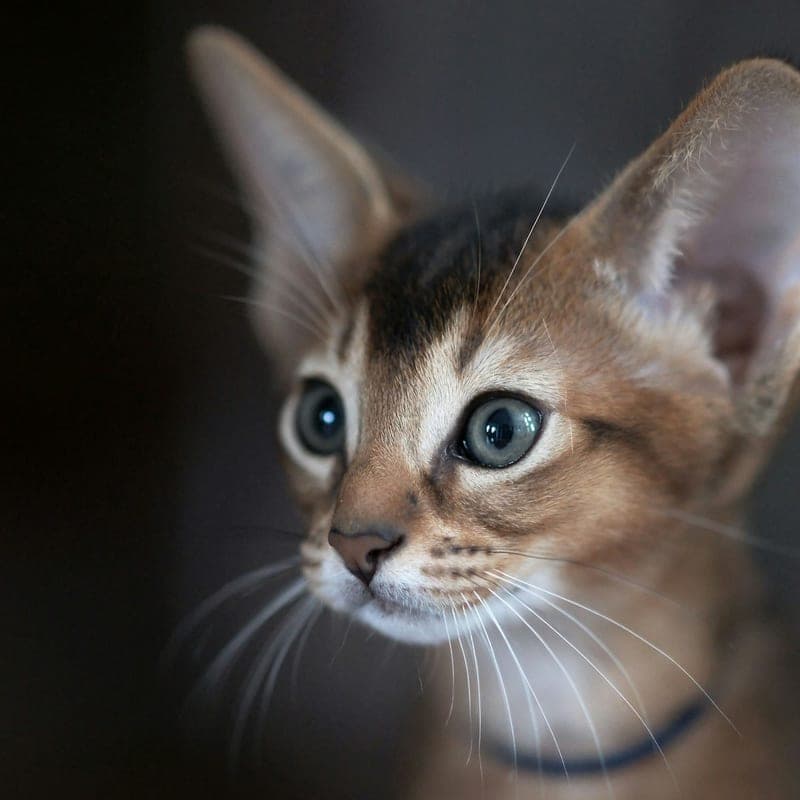 Chaton Abyssin ticked aux grandes oreilles et yeux verts, l'une des plus anciennes races domestiques