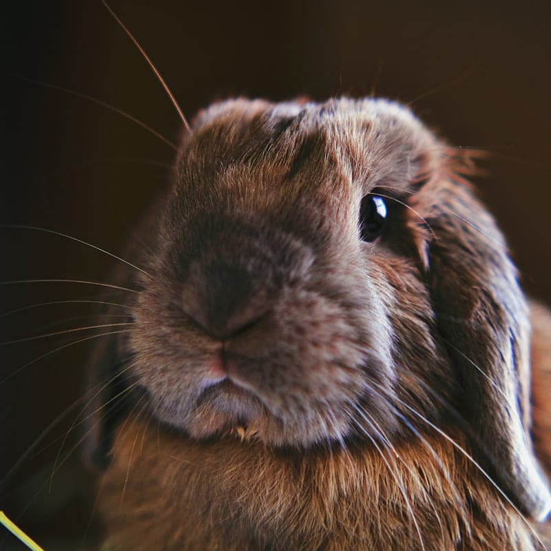 Lapin gris argenté aux oreilles dressées sur fond sombre, race française ancienne