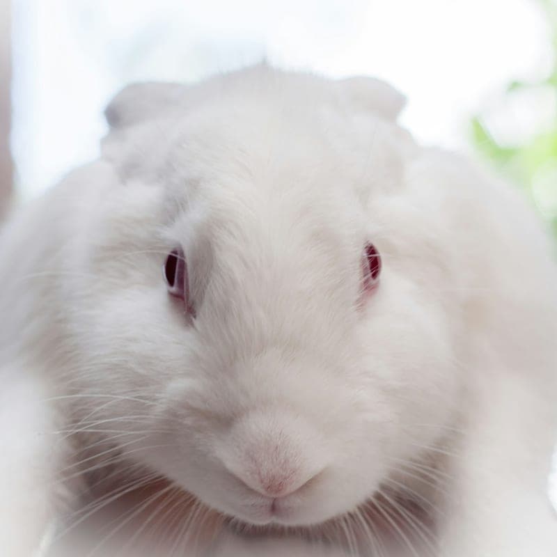 Lapin Blanc de Vienne au pelage blanc pur en gros plan, race autrichienne