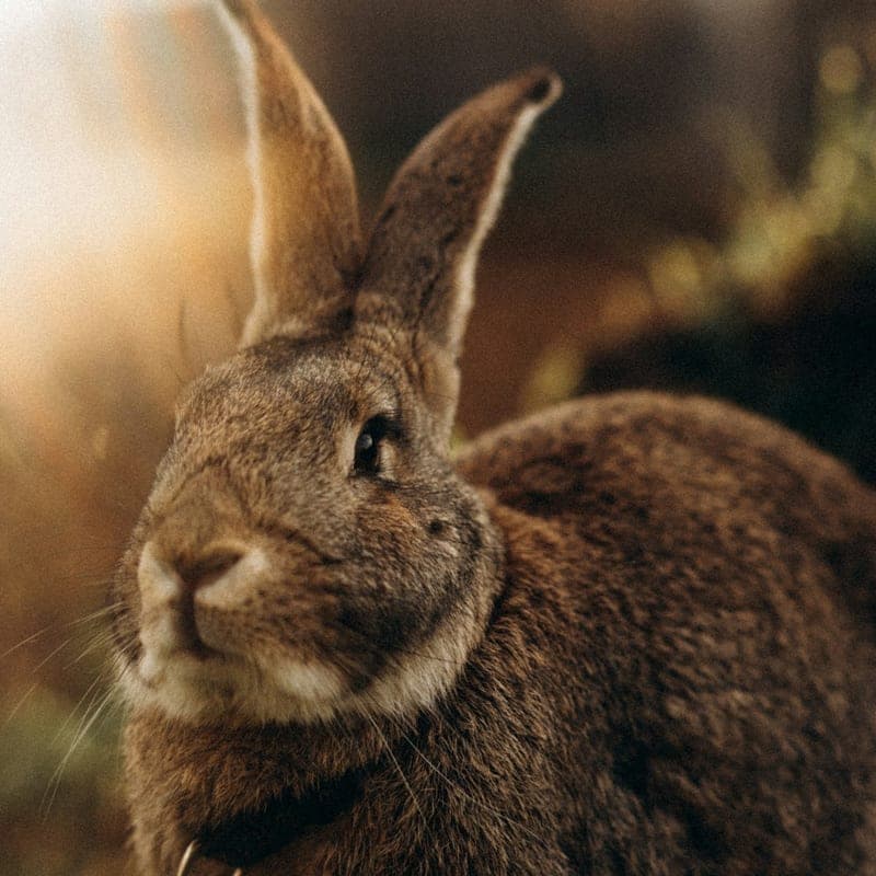 Lapin Castor Rex brun acajou aux oreilles dressées, variété brune du Rex