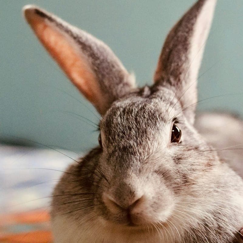 Lapin Mini Rex blanc à oreilles dressées, version naine du Rex