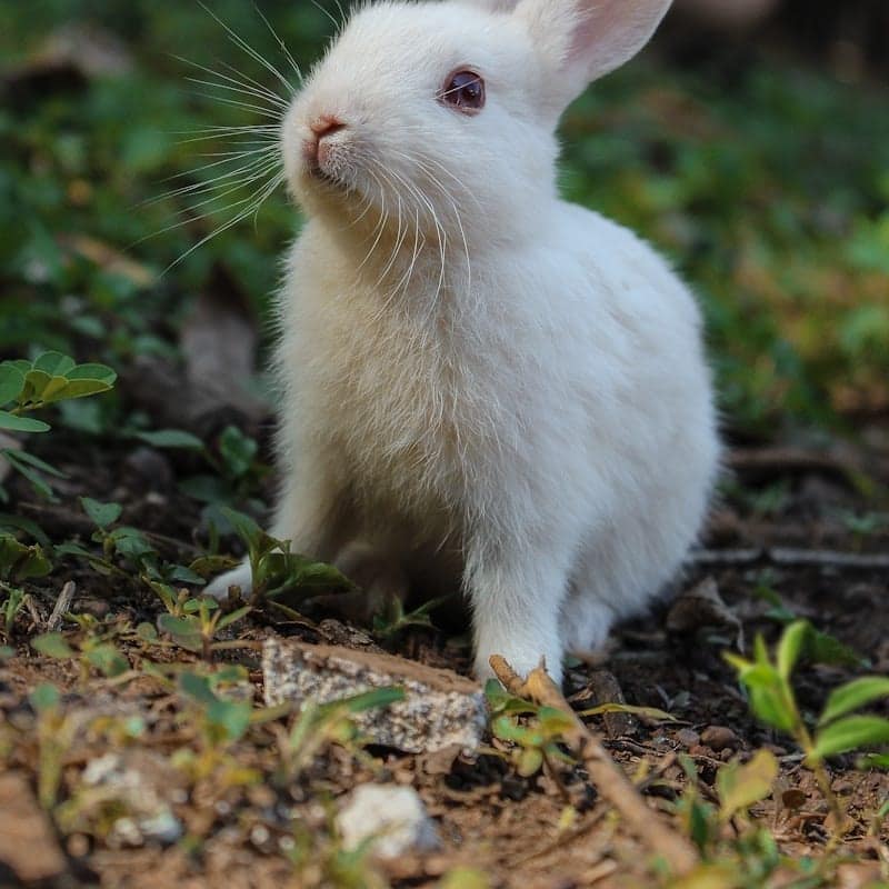 Lapin blanc assis sur le sol dans la nature
