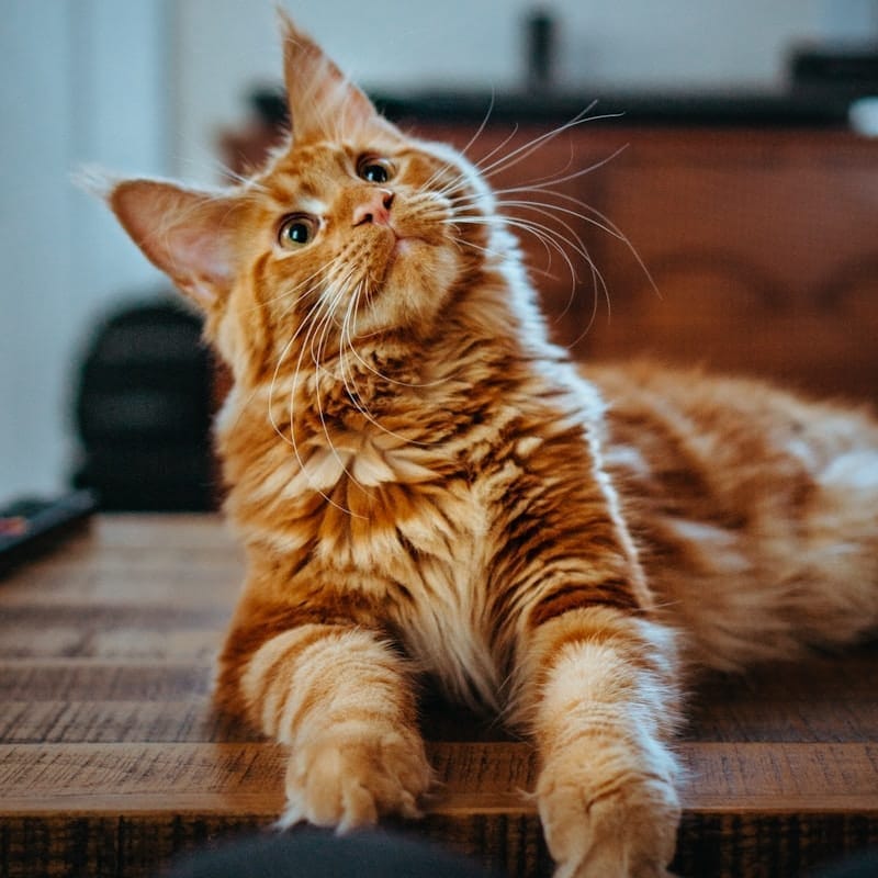 Maine Coon roux et blanc, plus grand chat domestique au monde