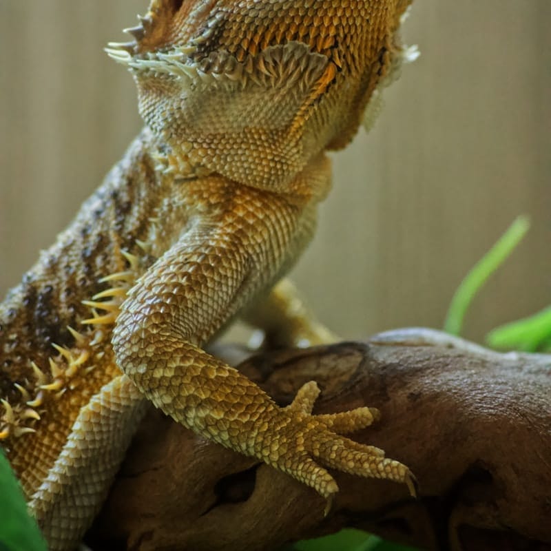 Pogona vitticeps (agame barbu) sur branche, reptile diurne d'Australie