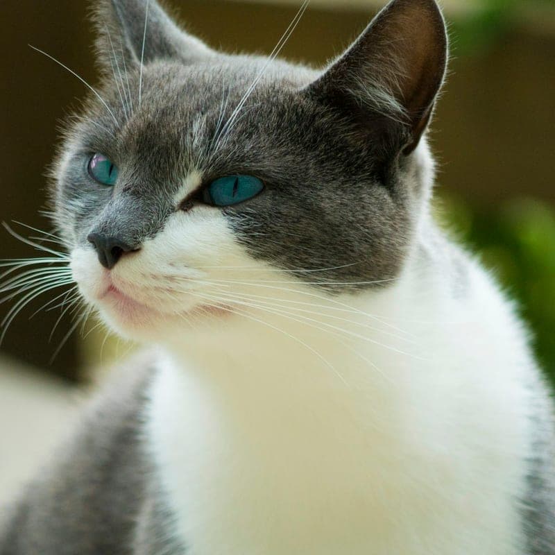 Chat aux yeux bleus, pelage gris et blanc bicolore en portrait, race colourpoint à gants