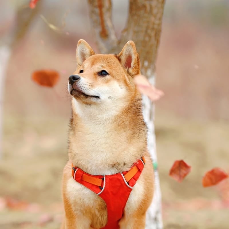 Shiba Inu roux à côté d'un arbre, race japonaise de type spitz primitif