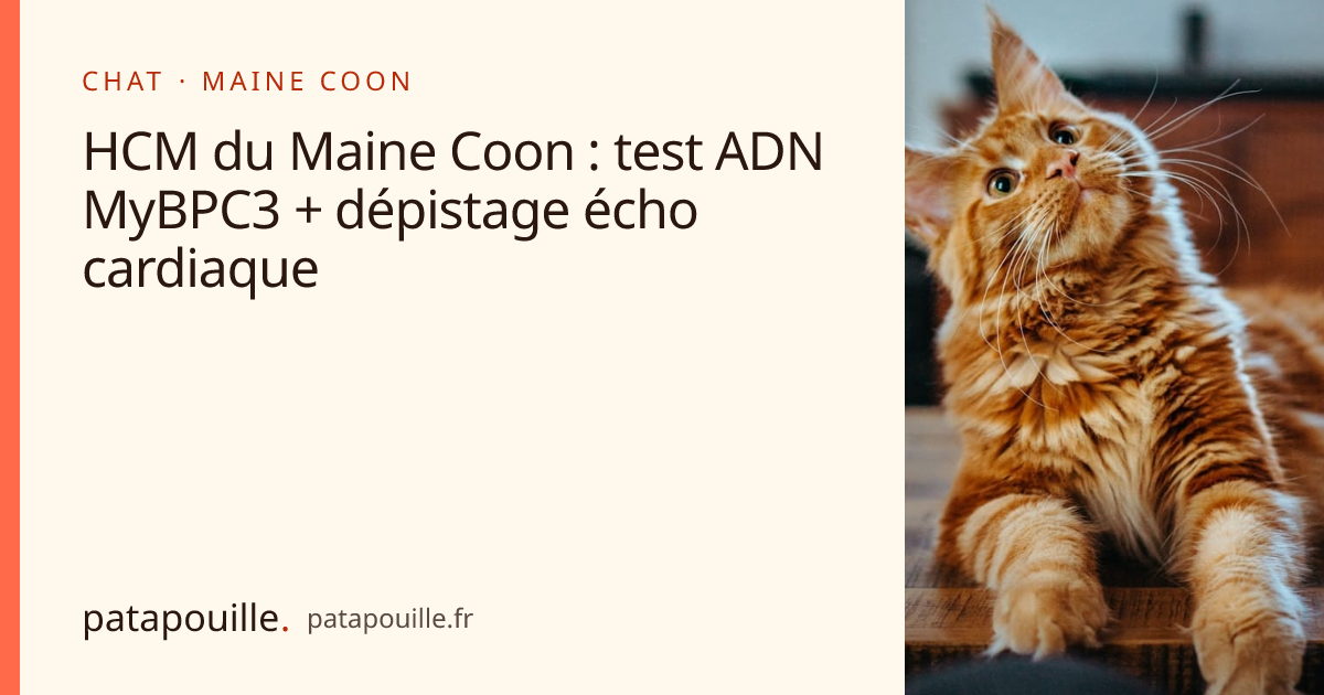 HCM du Maine Coon : test ADN MyBPC3 + dépistage écho cardiaque