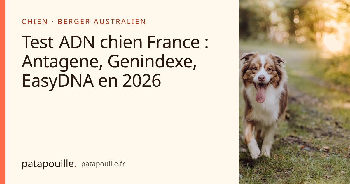 Test ADN chien France : Antagene, Genindexe, EasyDNA en 2026
